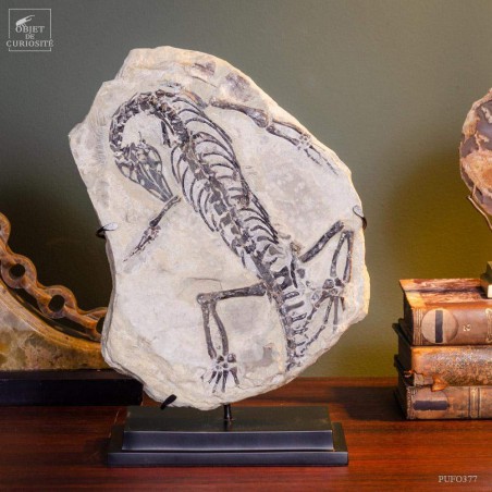 Fossile Claudiosaurus