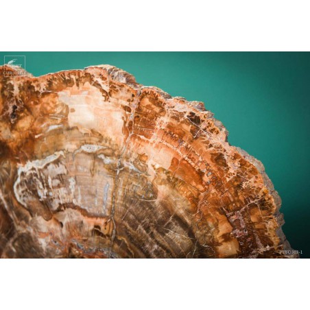 Slice of Araucaria fossil wood (8.1kg)