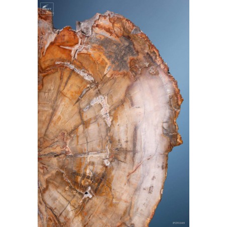 Tranche de bois fossile de 2.7kg (Madagascar) sur base laiton Tranche de bois fossile de 2.7kg (Madagascar) sur base laiton