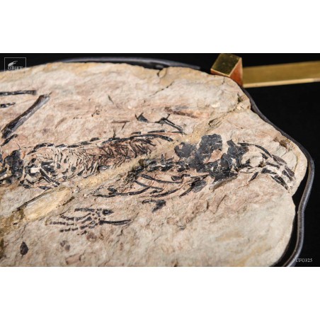 Precious nodule of CLAUDIOSAURUS