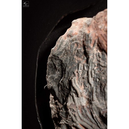 Crinoïde grande plaque 4 têtes Support plasma