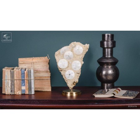 Scutella urchins 15 million years old on brass