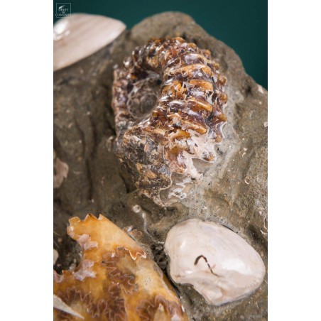 Bloc d'ammonites de l'Albien - Madagascar 13.6kg - sur plaque laitonnée