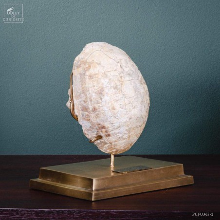 Tortue fossile sous globe rectangulaire