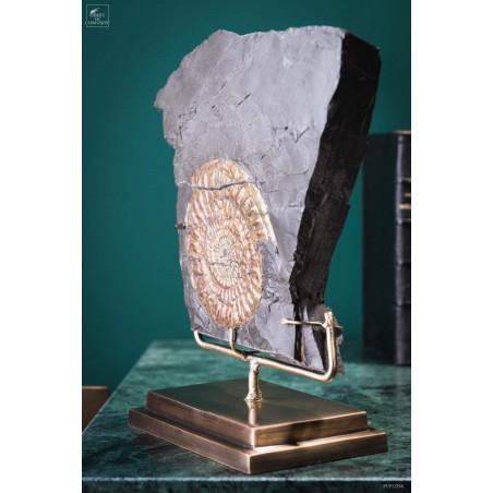 Ammolite de Somerset (UK) 1.64kg sur gangue