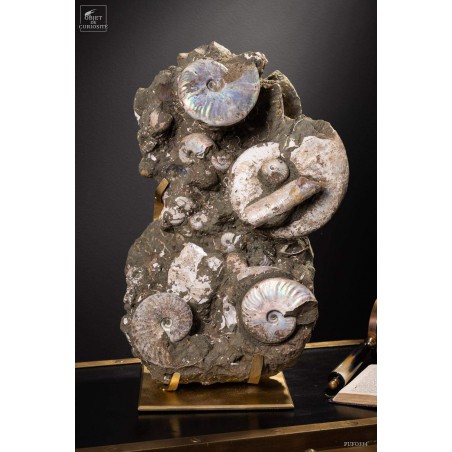 Block of Albian ammonite from Madagascar  (13.6kg)