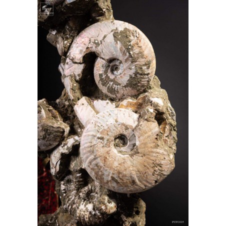 Block of albian ammonite 28kg VISIBLE AT OMBRES ET FACETTES