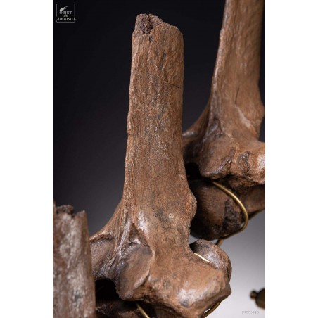 Hump of a fossilized European bison - Bison Priscus-