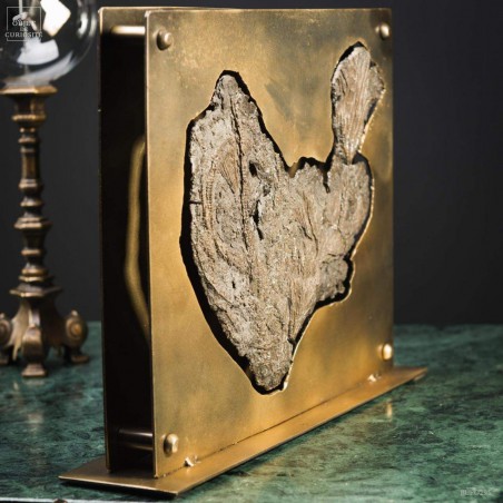 pyritized Crinoïde  in brass industrial display