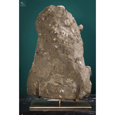 Bloc d'ammonites de l'Albien - Madagascar 13.6kg - sur plaque laitonnée