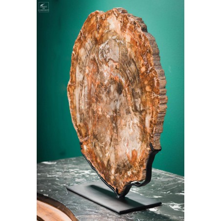 Slice of Araucaria fossil wood (8.1kg)