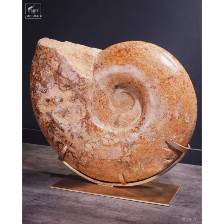 Ammonite semi-polie de 116kg  (Madagascar)