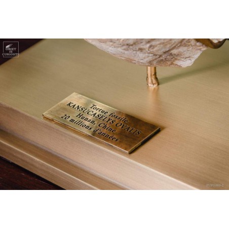 Tortue fossile sous globe rectangulaire