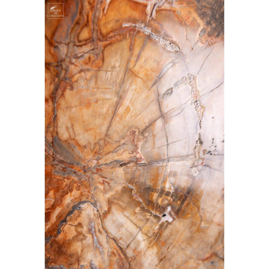 Tranche de bois fossile de 2.7kg (Madagascar) sur base laiton Tranche de bois fossile de 2.7kg (Madagascar) sur base laiton