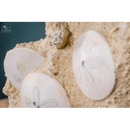 Scutella urchins 15 million years old on brass