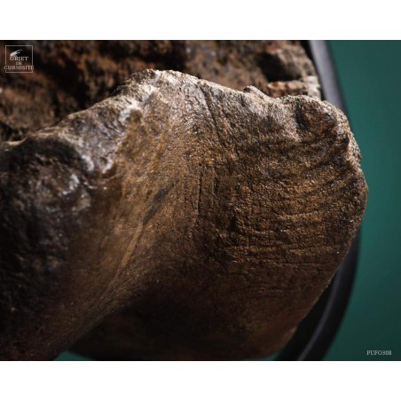 Fémur fossilisé de mammouth avec traces Gravières de Pologne Fémur fossilisé de mammouth avec traces Gravières de Pologne