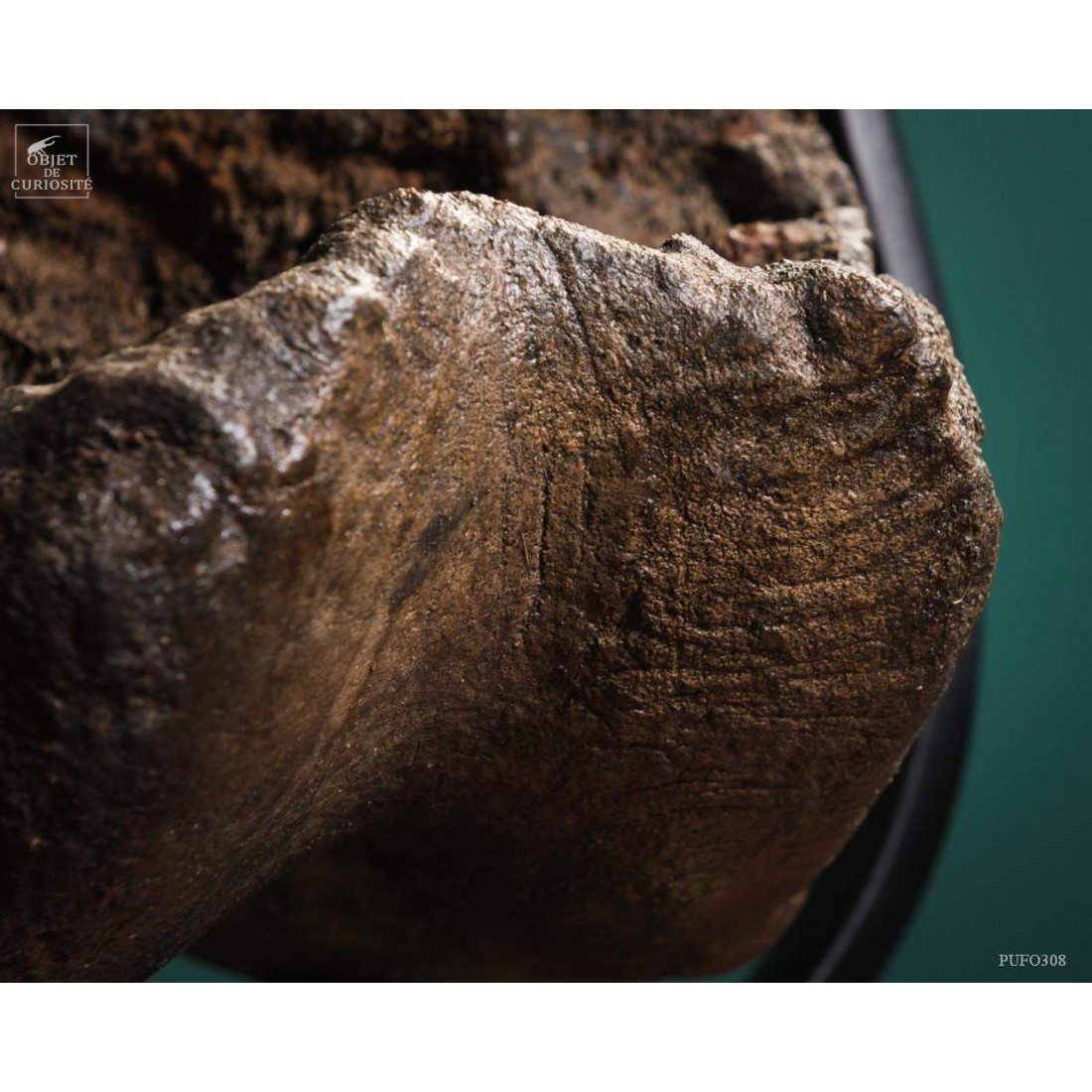 Fémur fossilisé de mammouth avec traces Gravières de Pologne Fémur fossilisé de mammouth avec traces Gravières de Pologne