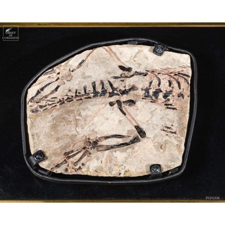 Nodule précieux de CLAUDIOSAURUS  Madagascar