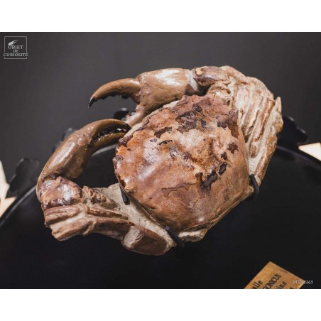 Fossil crab from Patagonia. Miocene period.