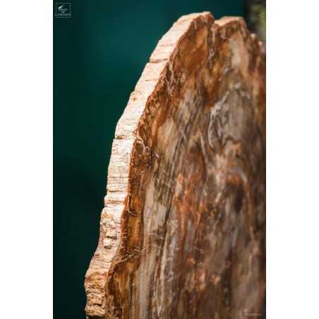 Slice of Araucaria fossil wood (8.1kg)