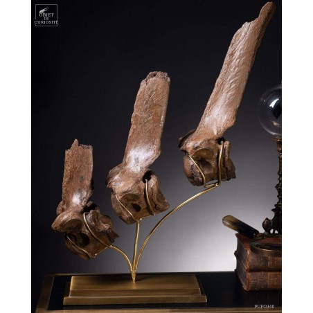Hump of a fossilized European bison - Bison Priscus-