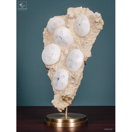 Scutella urchins 15 million years old on brass