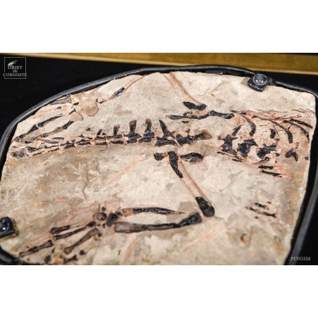 Nodule précieux de CLAUDIOSAURUS  Madagascar