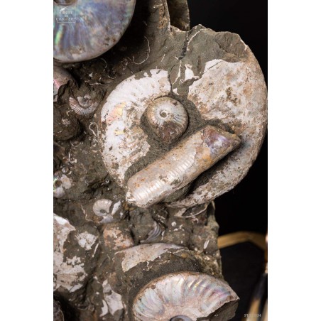 Block of Albian ammonite from Madagascar  (13.6kg)