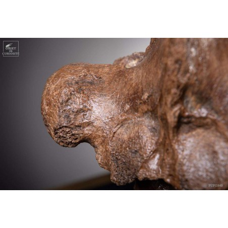 Hump of a fossilized European bison - Bison Priscus-