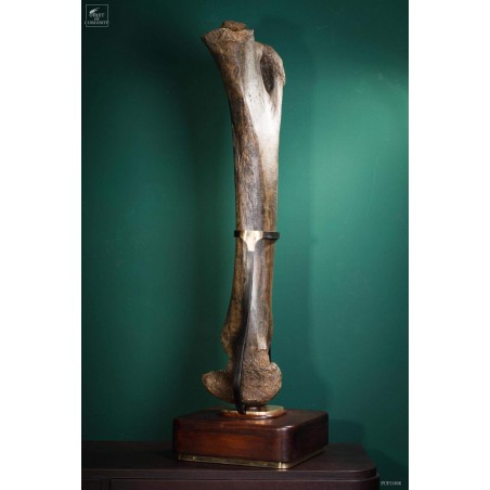 Fémur fossilisé de mammouth avec traces Gravières de Pologne Fémur fossilisé de mammouth avec traces Gravières de Pologne