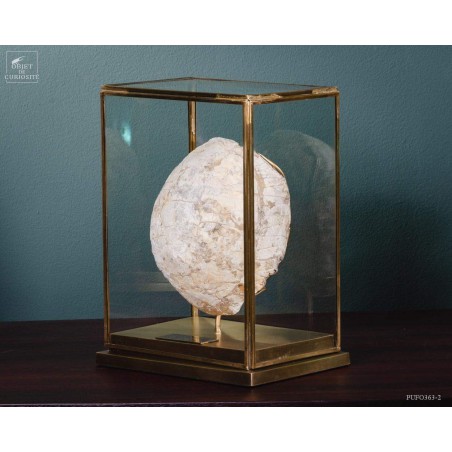 Tortue fossile sous globe rectangulaire