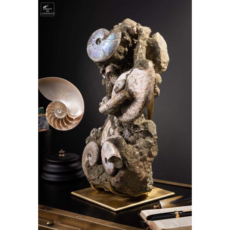 Block of Albian ammonite from Madagascar  (13.6kg)