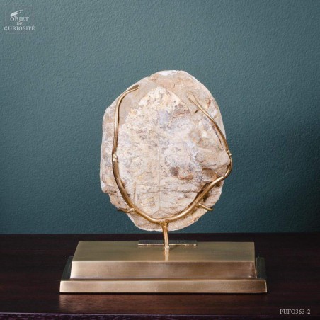 Tortue fossile sous globe rectangulaire