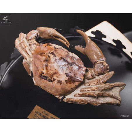 Fossil crab from Patagonia. Miocene period.