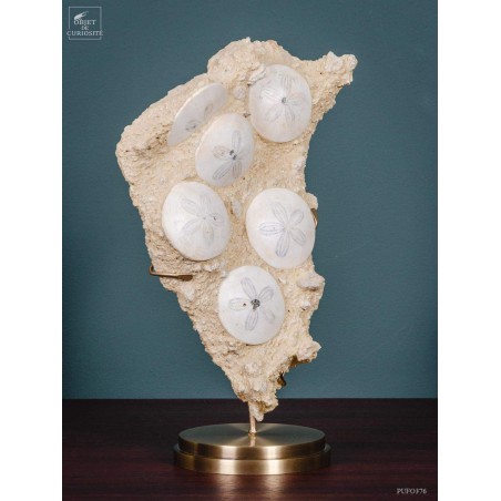 Scutella urchins 15 million years old on brass