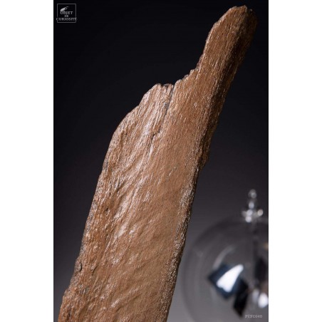 Hump of a fossilized European bison - Bison Priscus-