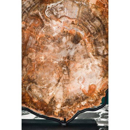 Slice of Araucaria fossil wood (8.1kg)