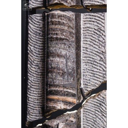 Orthoceras géant brisé  restauration sarcophage de fer