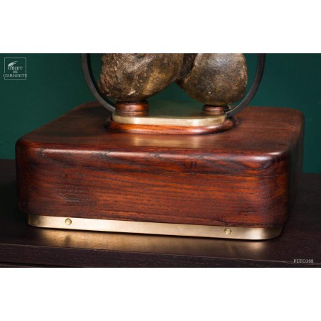 Fémur fossilisé de mammouth avec traces Gravières de Pologne Fémur fossilisé de mammouth avec traces Gravières de Pologne