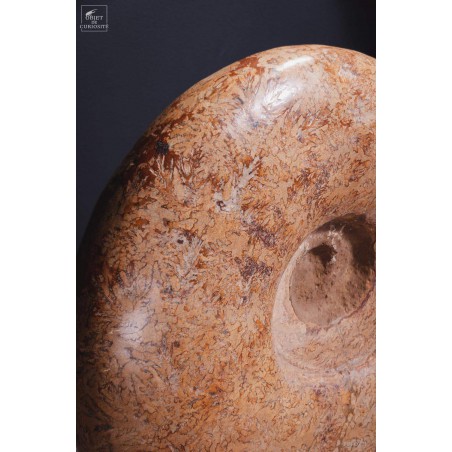 Ammonite semi-polie de 116kg  (Madagascar)