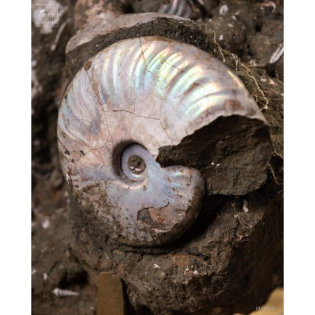 Block of Albian ammonite from Madagascar  (13.6kg)