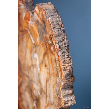 Tranche de bois fossile de 2.7kg (Madagascar) sur base laiton Tranche de bois fossile de 2.7kg (Madagascar) sur base laiton