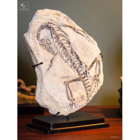 Fossile Claudiosaurus