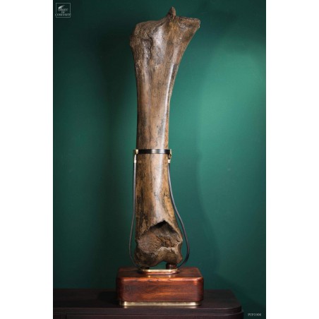 Fémur fossilisé de mammouth avec traces Gravières de Pologne Fémur fossilisé de mammouth avec traces Gravières de Pologne