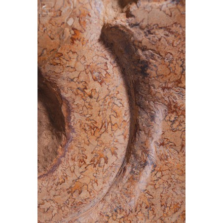 Ammonite semi-polie de 116kg  (Madagascar)