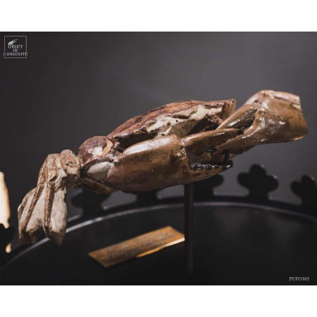 Fossil crab from Patagonia. Miocene period.