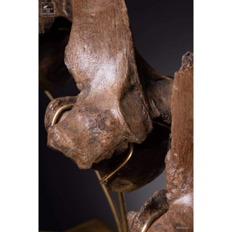 Hump of a fossilized European bison - Bison Priscus-