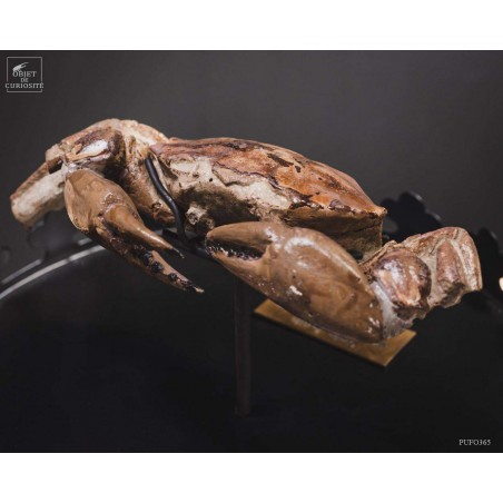 Fossil crab from Patagonia. Miocene period.