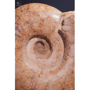 116 KG semi polished ammonite from Madagascar 2