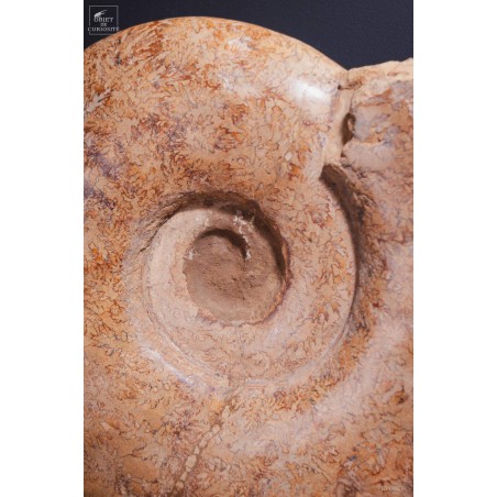 Ammonite semi-polie de 116kg  (Madagascar)